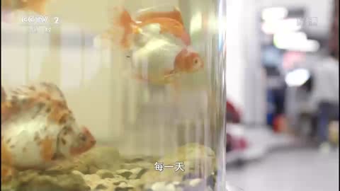 《五年规划》宣传片