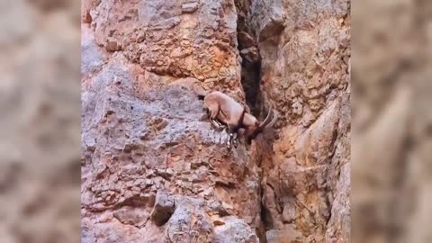 这样小的山羊就可以挑战极限高度，看得腿发软